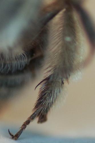 Anthophora plumipes